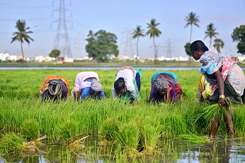 According to soil experts, the current value of organic carbon in soil is around 0.33%. It is less than the accepted standard value of 0.5–0.75% per 100 grams of soil. 