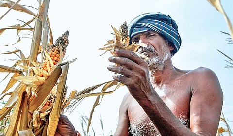 A farmer taking note of his damaged crop | MK Ashok Kumar
