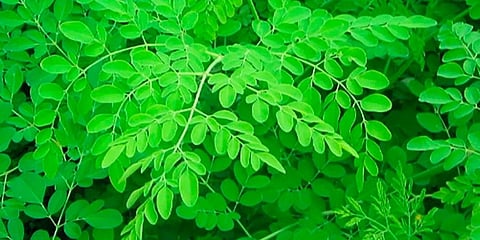 Moringa has been scientifically proven to possess therapeutic properties against diabetes, ulcer, fibrosis, Polycystic Ovarian Disease, cosmetic properties such as anti-aging. (Photo | Express)