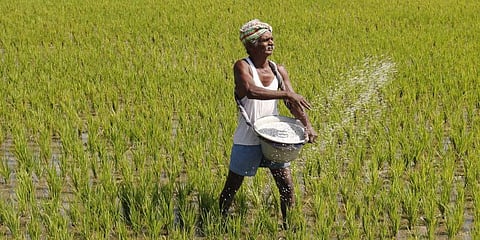 The association has been demanding the government to strictly blocklist the rice millers who are financially and mentally harassing the farmers. (For representational purposes | EPS)
