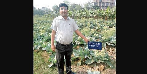 Cauliflower farming in Bihar's Chakawara