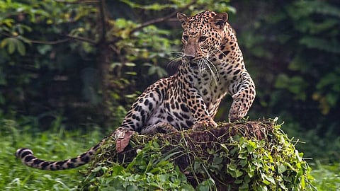 The month of July alone has seen seven fatalities due to leopard and tiger attacks, sparking concerns over the growing menace of wildlife conflicts in the state.
