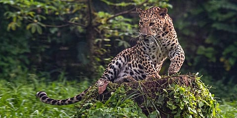 In Karnataka, Dandeli and Anashi tiger areas, which are now called Kali Tiger Reserve, have recorded 221 leopards. (Photo | PTI)