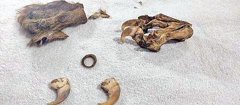 Leopard nails and claw seized from the accused | Express