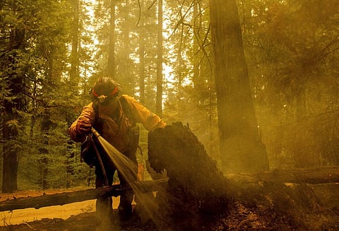 Central Calaveras firefighter Ryan Carpenter extinguishes flames from the Caldor Fire on Hazel Valley Road east of Riverton (Photo | AP)