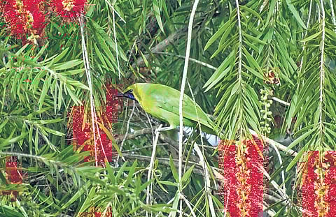 Jerdon’s leafbird | yuvan aves