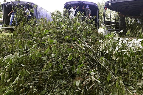 Officers gather illegally-grown kratom plants in Phang Nha province, Thailand. (Photo | AP)