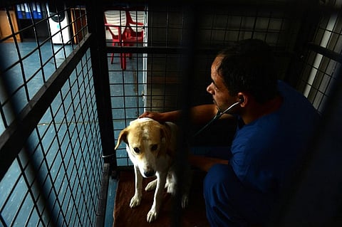 In this photograph taken on June 25, 2014, Abdullah Hadi checks a stray dog before undertaking sterilisation surgery in the medical facility of the Nowzad Dogs Shelter in Kabul. (Photo | AFP_