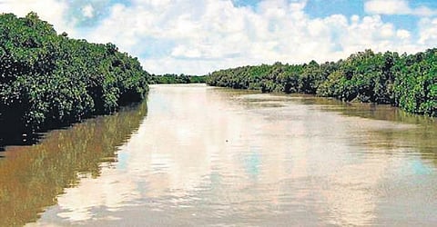 Bhitarkanika National Park (File photo| EPS