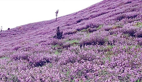 Neelakurunji flowers bloom at a hillock in Kodagu district | forest department