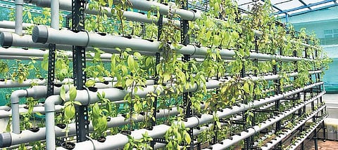 (For representational purposes) Terrace garden and water conservation device made by Rahul Dhoka