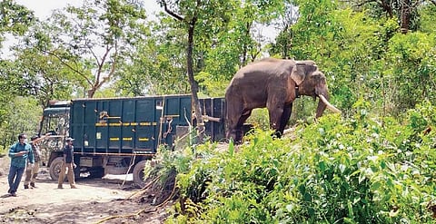 Rivaldo steps into the wild after spending three months in kraal | express