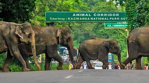 Elephants moving towards the Karbi Anglong hills from the flooded Kaziranga. (Photo | EPS)