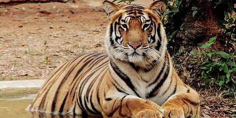 Representational image of tiger.