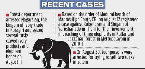 Elephant found dead in Anaimalai Tiger Reserve, poaching suspected