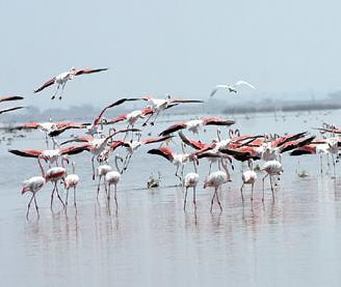 Chilika’s ecology hangs in balance as finance panel funds dry up