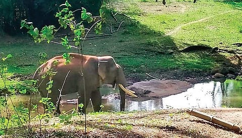 Radio-collared Rivaldo quenching his thirst at a river near a Kraal at Vazhaithottam near Masinagudi on Thursday morning | Express