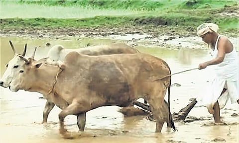 Phulbani MLA Angada Kanhor tilling his land. (Photo| EPS)