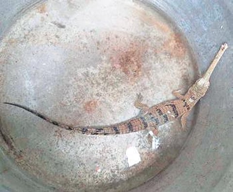 Odisha: Missing gharial hatchling spotted 150 km away from Tikarpada