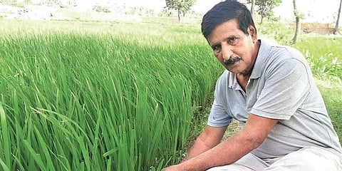 Nagarathnam Naidu with his crop. (Photo | Express)
