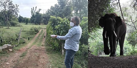 Local conservationist putting up a chilli fence in Rivaldo's passage blocking its entry into the villages (L); Rivaldo moving in the wild. (Photos | Special Arrangement)