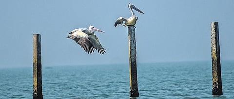 Pelicans at Nalabana in Chilika lake. (Photo | EPS)