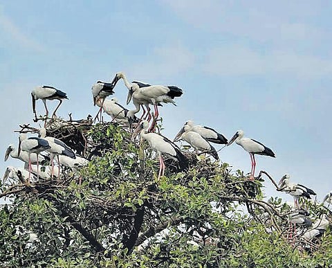 Birds in Bhitarkanika during nesting season