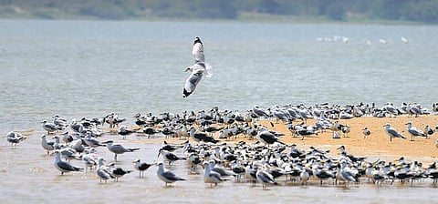 Birds relaxing at the Kaliveli lake | DEBADATTA MALLICK