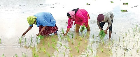 Investing in green gold