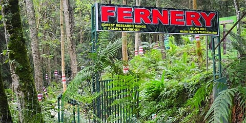 Sprawling over an area of 4 acres, Ranikhet provides an ideal location for developing open-air fernery. (Photo | EPS)