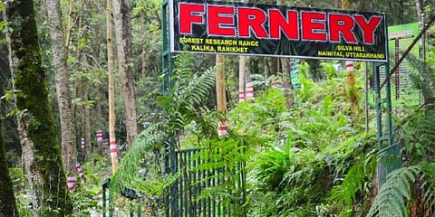 The fernery in Uttarakhand is spread over four acres. (Photo | Special Arrangement)