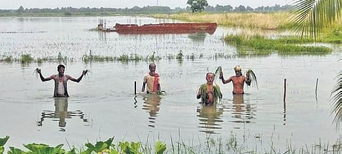 Farmers show their damaged paddy saplings in Sanpur village of Jagatsinghpur.