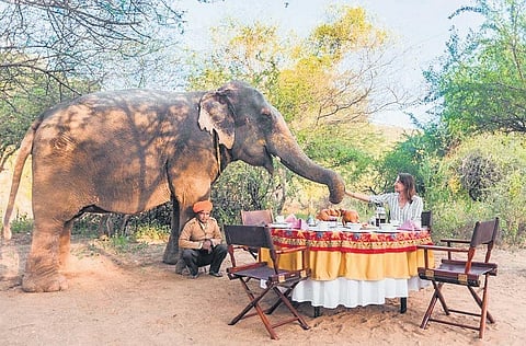 Located an hour’s drive from the bustling city of Jaipur, this forest land- -turned-wilderness camp has plenty to offer couples and families alike.