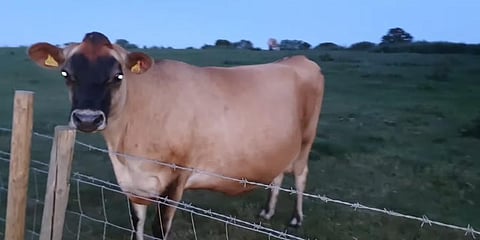 Representational Image