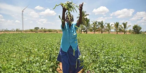 Poor marketing, sales hit organic farmers