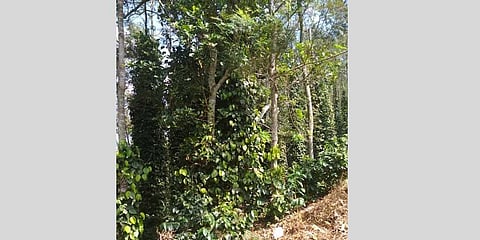 Lack of infra, poor returns dampening coffee growers’ spirits atop Kolli hills