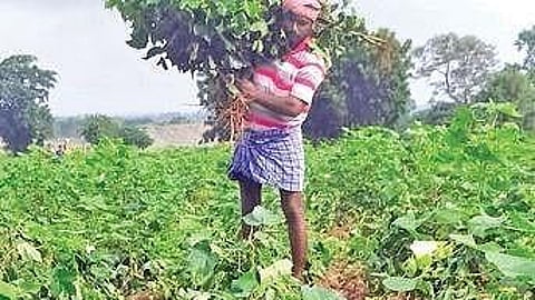 A podu farmer gathers the crops that were found destroyed, at Kottur village.