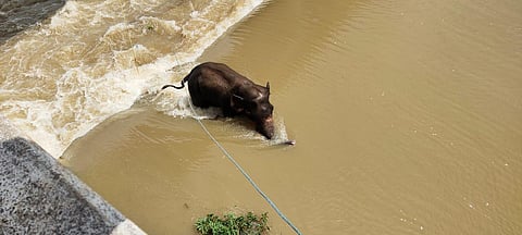 The incident took place near Munduli bridge about 10 kilometres from Cuttack city (Photo | Special arrangement)