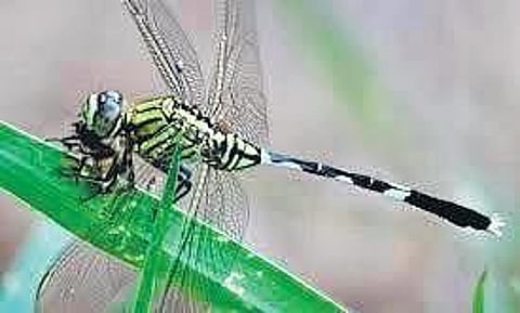 Dragonfly fest: Backyard odonata watch Sunday