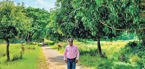 54-year-old Khirod Jena in a plantation. (Photo| EPS)