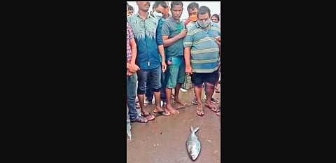Fishermen display the ‘pulasa’ fish that was sold for Rs 18,500 | Express