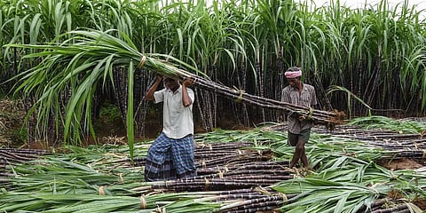 the intensity of the rainfall — 263.23 mm — has been poor this year so far. Sugarcane farmers are concerned that poor water reserves could impact cultivation.