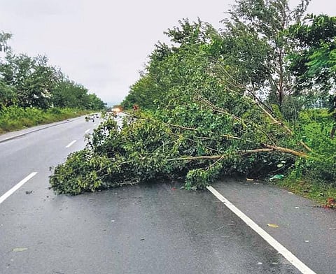 An uprooted tree on Digapahandi road. (Photo| EPS)
