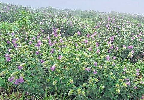 Swathes of neelakuriinji flowers blanket the landscape at Kote Betta in Kodagu district