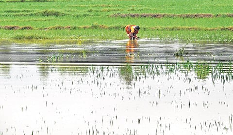 A submerged paddy field at Pinagadi in Visakhapatnam district on Tuesday. (Photo | G satyanarayana)
