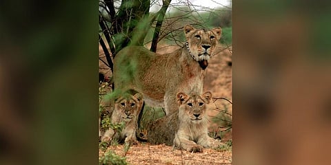 A Lion and cubs in the Gir forest. (Photo | PTI)