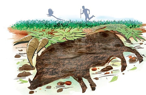 Forest dept steps up drive to kill wild pigs