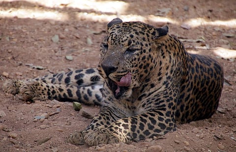 Representational Image. (File | EPS)