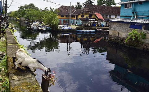 The Kalvathy Canal in Fort Kochi that was cleaned as part of a drive by Kochi Corporation. (Photo | Albin Mathew, EPS)