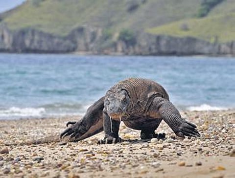 Komodo dragons are now classified as endangered by IUCN| AFP